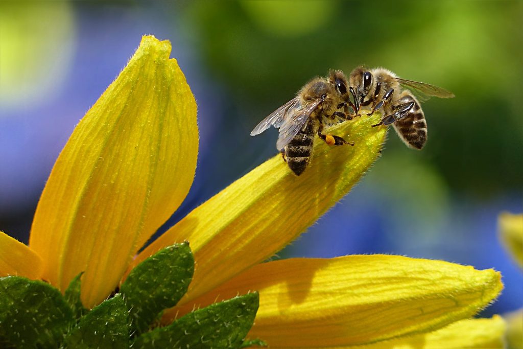 Polinización en riesgo: las abejas pierden capacidades clave por los agroquímicos