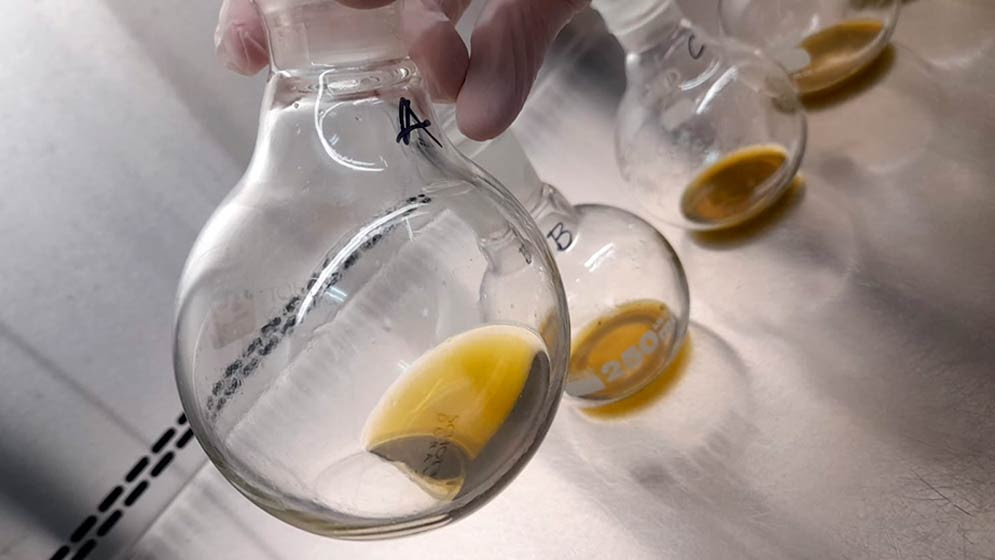 Desarrollan un biofungicida a partir de un árbol nativo para proteger granos almacenados 1 Desarrollan un biofungicida a partir de un árbol nativo para proteger granos almacenados